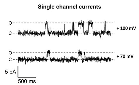 Singe channel recording showing the Kcv potassium channel in cell-attached patch of HEK cell